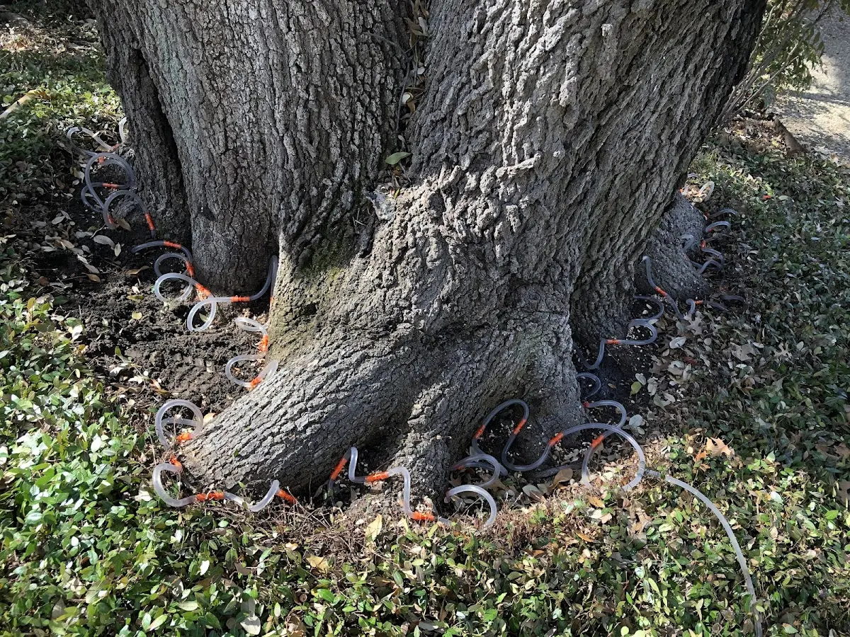Detailed Tree Cabling and Bracing job site in Young America