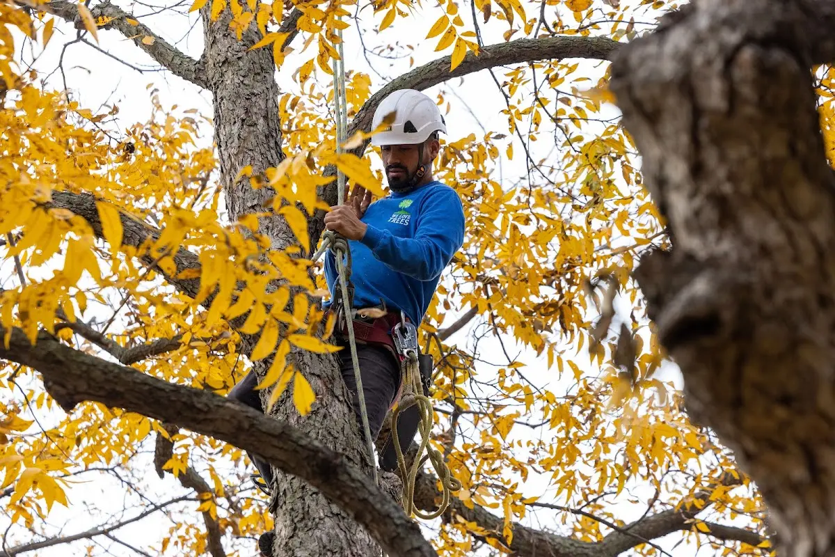 Skilled Tree Transplanting crew working in Young America