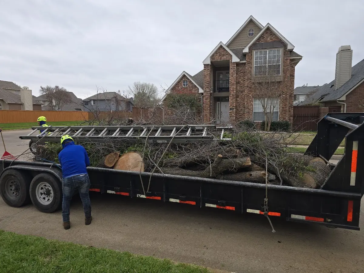 Expert Tree Pest Control with proper safety equipment in Young America